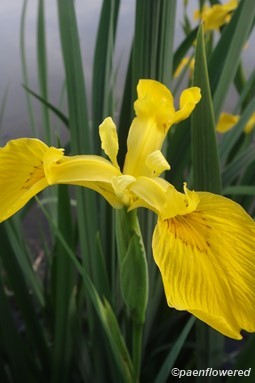Iris petals